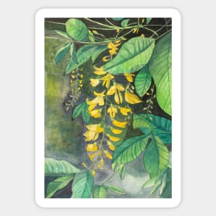 Laburnum flowers and leaves watercolor painting Sticker